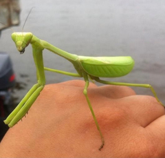 Stagmatoptera binotata