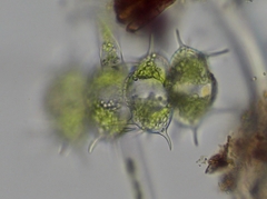 Xanthidium antilopaeum polymazum