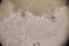 Sarea resinae image