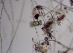 Xanthidium antilopaeum polymazum