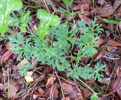Delphinium carolinianum
