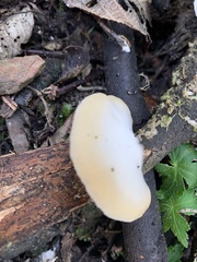 Conchomyces bursiformis