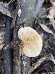 Conchomyces bursiformis
