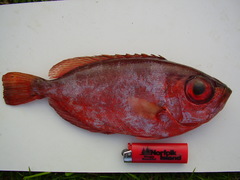 Heteropriacanthus carolinus