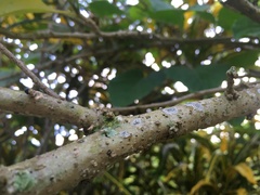 Iochroma arborescens