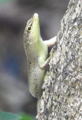 Lamprolepis smaragdina