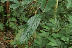 Prunus zippeliana