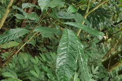 Prunus zippeliana