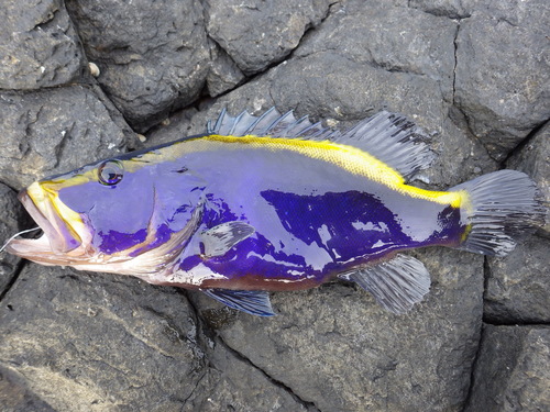 Goldribbon soapfish (Aulacocephalus temminckii) — Serranidae — 3