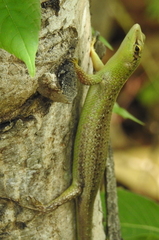 Lamprolepis smaragdina