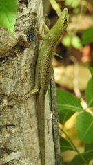 Lamprolepis smaragdina