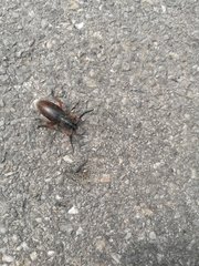 Dorcadion fulvum