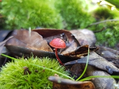 Cruentomycena viscidocruenta