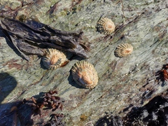 Scutellastra granularis