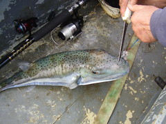 Lagocephalus sceleratus