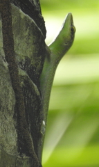 Lamprolepis smaragdina