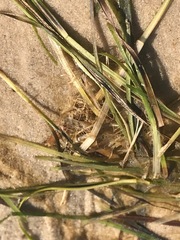 Zostera muelleri
