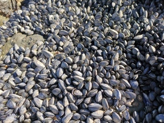 Choromytilus meridionalis