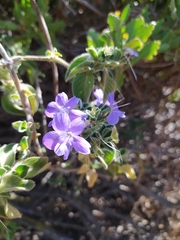 Barleria obtusa