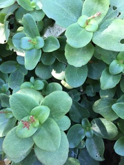 Crassula multicava multicava