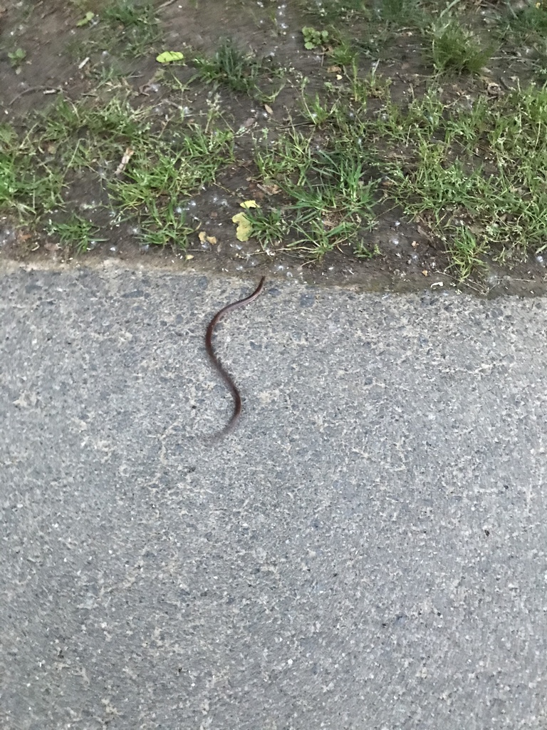 Eastern Worm Snake from York Hwy, York, SC, US on April 30, 2021 at 11: ...