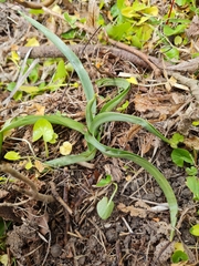 Anacamptis pyramidalis