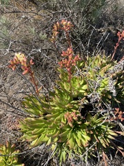 Dudleya virens virens