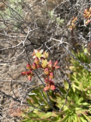 Dudleya virens virens