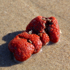 Metandrocarpa dura