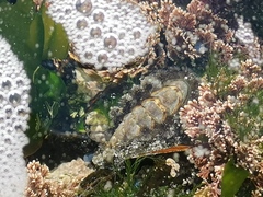 Acanthochitona garnoti