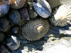 Scutellastra granularis