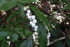 Gonzalagunia dicocca