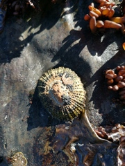 Scutellastra granularis