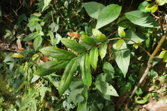 Meliosma rhoifolia