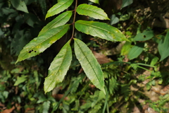Meliosma rhoifolia