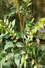 Meliosma rhoifolia