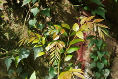 Meliosma rhoifolia