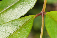 Meliosma rhoifolia