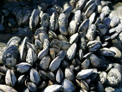 Choromytilus meridionalis