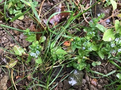 Veronica serpyllifolia serpyllifolia