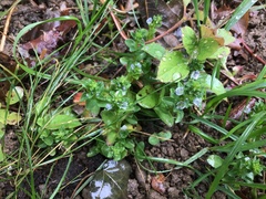 Veronica serpyllifolia serpyllifolia