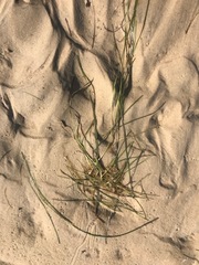 Zostera muelleri