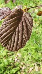 Corylus maxima
