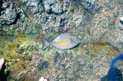 Prionurus maculatus