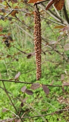 Corylus maxima