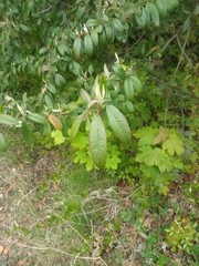 Cotoneaster × watereri