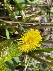 Tussilago