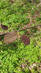 Corylus maxima