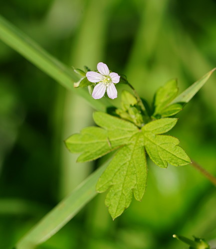 Geranium homeanum
