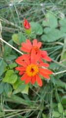 Pseudogynoxys benthamii